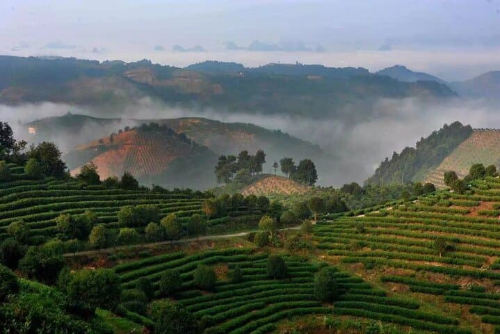 Sunrise on Xianggong Hill: Tea Pluck, Peaks Forest & Yangshuo Sunset photo 6