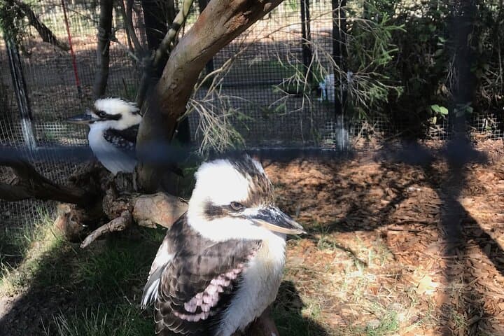 Phillip Island Penguin and Australian Wildlife Private Tour from Melbourne photo 2