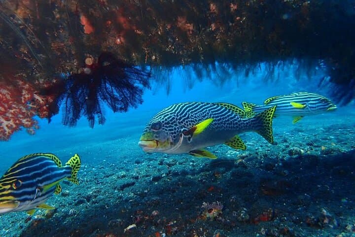 Tulamben USAT Liberty Wreck: 4-Hour Private Scuba Dive in Bali photo 5