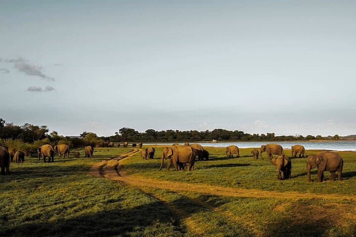 Sri Lanka 7-Day Private Culture and Culinary Tour — Food, Temples & Wildlife photo 6