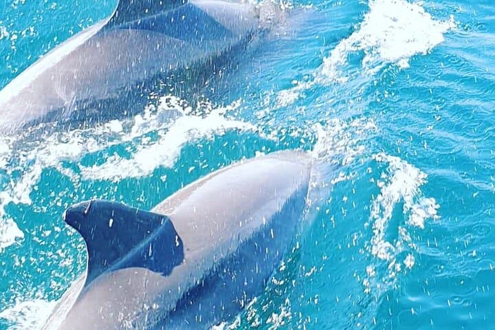 Fuengirola Dolphin-Watching Boat Trip with Coastal Walk & Drink