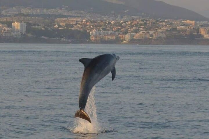 Fuengirola Dolphin-Watching Boat Trip with Coastal Walk & Drink photo 3