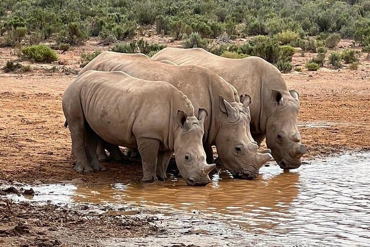 Early Morning Big Five Safari Near Cape Town: Morning Game Drive & Breakfast photo 2