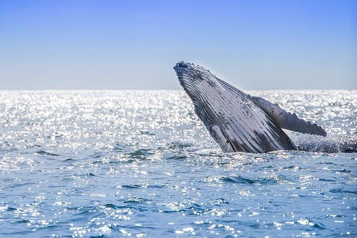 Whale Watching in Samaná Bay and Cayo Levantado from Las Terrenas photo 4