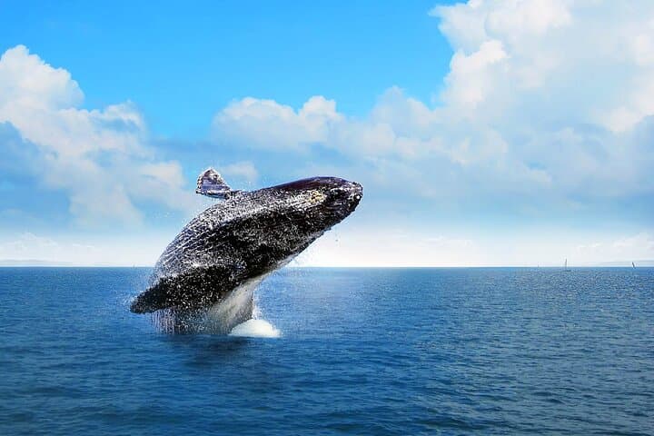 Whale Watching in Samaná Bay and Cayo Levantado from Las Terrenas