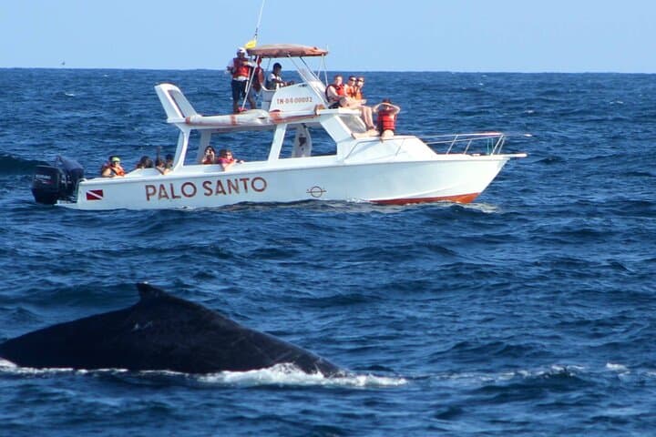 Whale Watching in Samaná Bay: Cayo Levantado & El Limón Waterfall Day Trip from Boca Chica photo 3