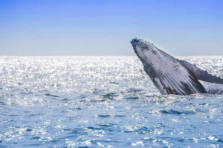 Whale Watching in Samaná Bay: Cayo Levantado & El Limón Waterfall Day Trip from Boca Chica photo 4