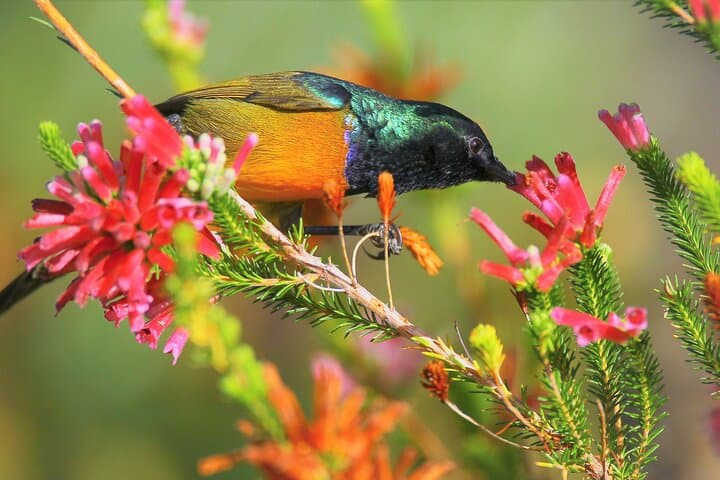 Hermanus & Overberg Birding: Coastal and Fynbos Birdwatching Tour