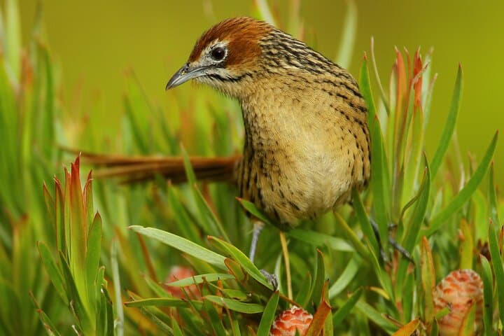 Hermanus & Overberg Birding: Coastal and Fynbos Birdwatching Tour photo 2