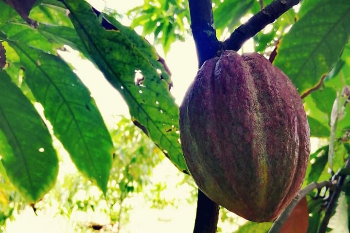 Cocoa, Coffee & Cigar Day Tour from Puerto Plata — Local Markets and Northern Mountains photo 2
