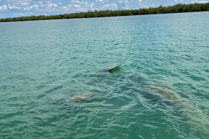 Paddle with Dolphins and Manatees — Marco Island Kayak & SUP Tour photo 6