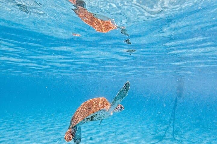 Hato Caves, Turtle Snorkel & Porto Mari Beach Day — Curacao Surf-and-Turf Tour photo 6