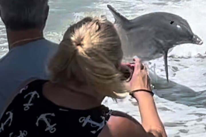 Private Marco Island Dolphin Cruise — 2-Hour Best of 10,000 Islands Tour photo 3