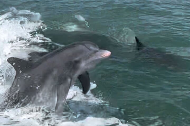 Private Marco Island Dolphin Cruise — 2-Hour Best of 10,000 Islands Tour photo 6