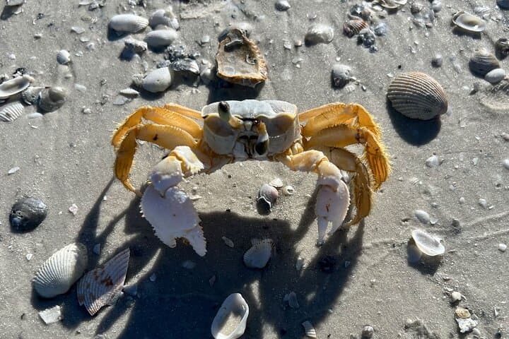 Ten Thousand Islands Eco Boat Tour: Dolphin Watching, Shelling & Birding from Marco Island photo 5