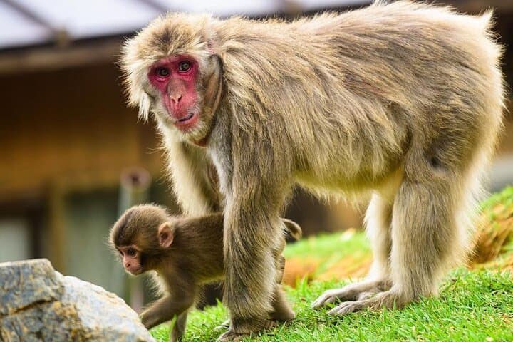Arashiyama Walking Tour: Bamboo Grove, Tenryuji & Monkey Park in Kyoto photo 2