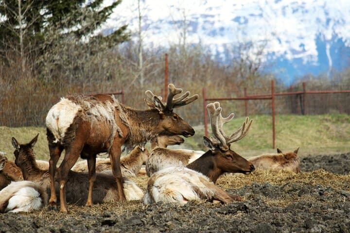 Whittier to Anchorage Wildlife Tour: Glacier Views and Alaskan Wildlife in a Day photo 5