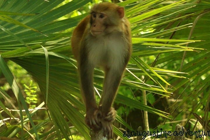 Clear Kayak Tours at Silver Springs: Manatees, Monkeys & Film History photo 3