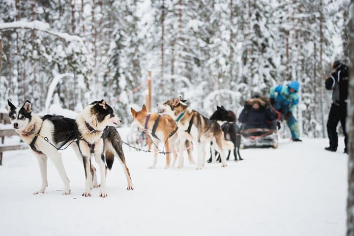 Arctic Circle Family Day: Reindeers, Huskies & Santa in Rovaniemi photo 5