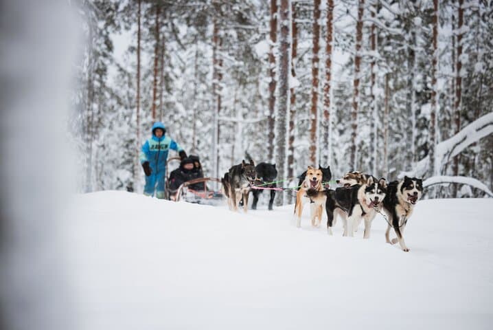 Rovaniemi 2-Day Winter Adventure: Snowmobile, Husky Rides & Ranua Wildlife Park photo 4