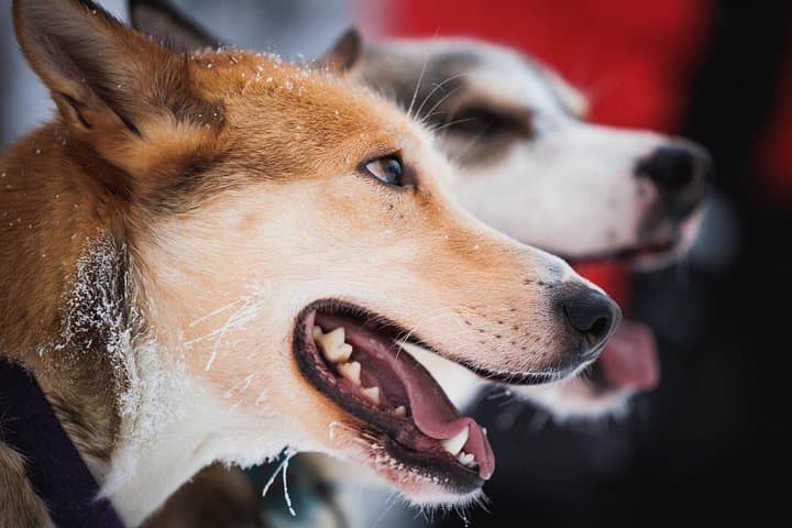Husky and Reindeer Farm Tour in Levi: Arctic Sledge Rides and Animal Encounters