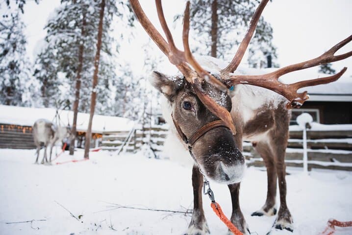 Rovaniemi 2-Day Winter Adventure: Snowmobile, Husky Rides & Ranua Wildlife Park