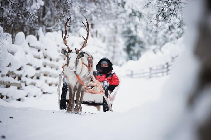 Husky and Reindeer Farm Tour in Levi: Arctic Sledge Rides and Animal Encounters photo 3