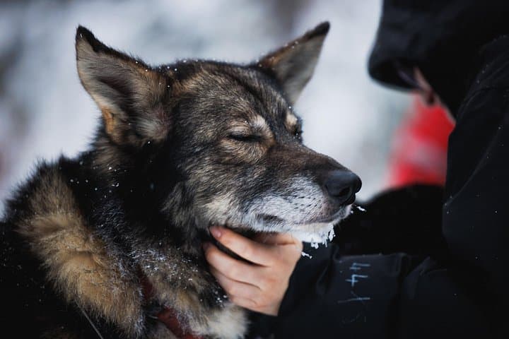 Husky and Reindeer Farm Tour in Levi: Arctic Sledge Rides and Animal Encounters photo 4