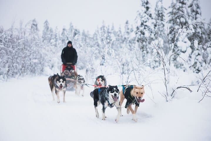 Mush the Arctic: 7km Self-Drive Husky Safari from Rovaniemi
