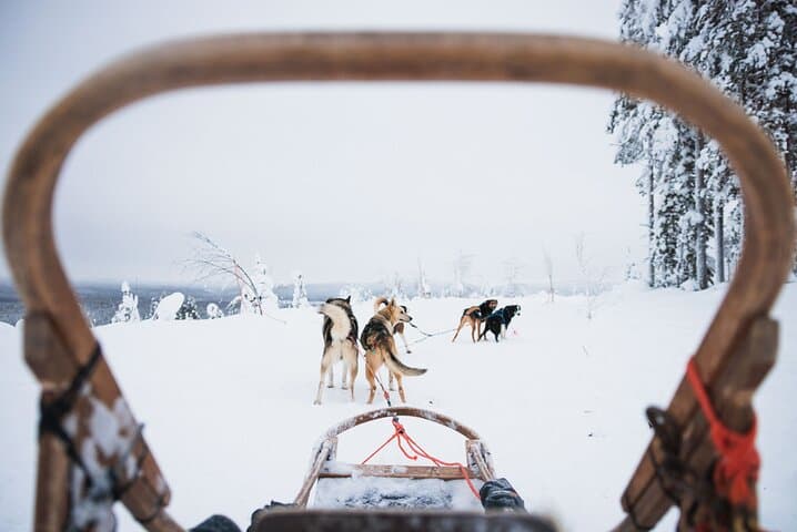 Mush the Arctic: 7km Self-Drive Husky Safari from Rovaniemi photo 2