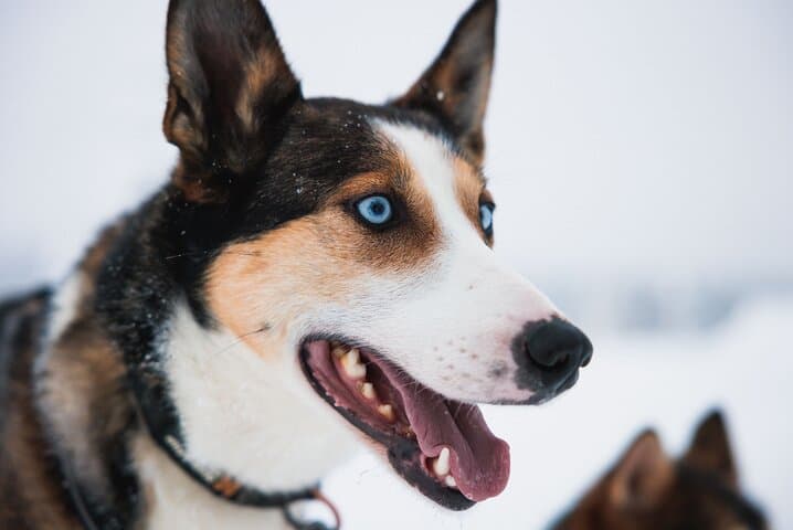 Mush the Arctic: 7km Self-Drive Husky Safari from Rovaniemi photo 3