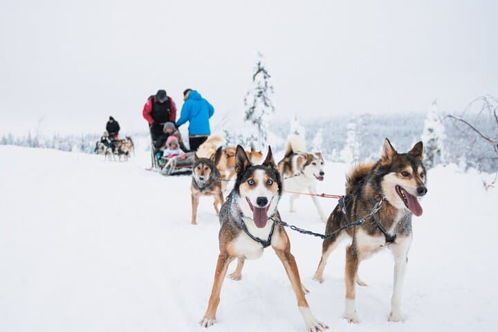Mush the Arctic: 7km Self-Drive Husky Safari from Rovaniemi photo 4