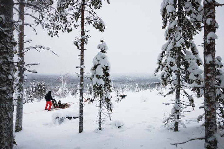 Mush the Arctic: 7km Self-Drive Husky Safari from Rovaniemi photo 5