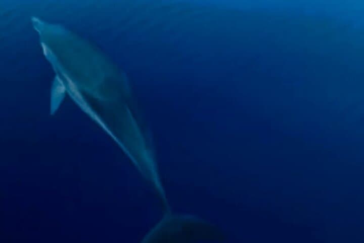 Stromboli Private Boat Tour with Pasquale — Swim, Snorkel & See Sciara del Fuoco photo 5