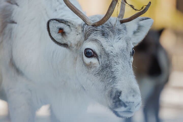 Reindeer Sledge Ride in Rovaniemi — Traditional Lapland Herding Experience photo 2