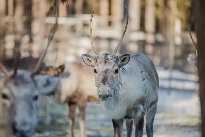 Reindeer Sledge Ride in Rovaniemi — Traditional Lapland Herding Experience photo 3