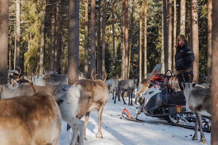 Reindeer Sledge Ride in Rovaniemi — Traditional Lapland Herding Experience photo 4