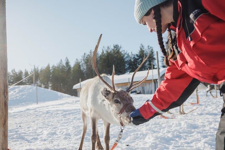 Reindeer Sledge Ride in Rovaniemi — Traditional Lapland Herding Experience photo 5