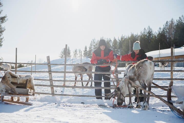 Reindeer Sledge Ride in Rovaniemi — Traditional Lapland Herding Experience