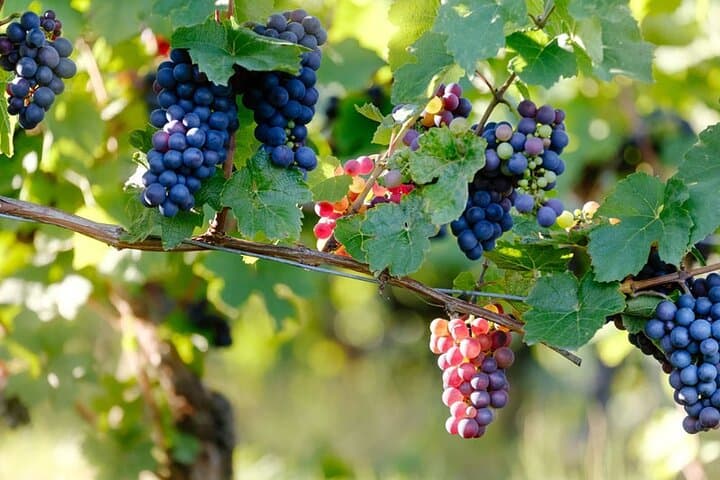 Groot Constantia Private Shore Excursion: Cape Town Small-Group Wine Tour photo 4