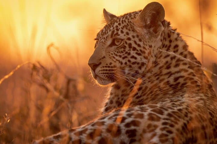 Luxury 2-Day Selous Game Reserve Safari from Zanzibar
