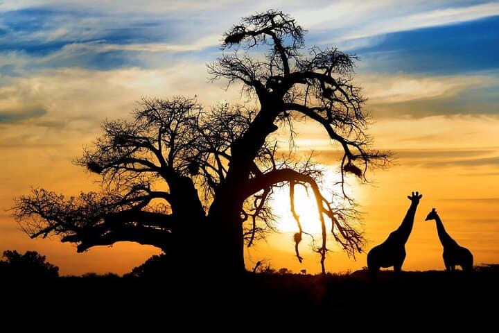 Selous Game Reserve Day Safari from Zanzibar — Flight-In Big Five Game Drive photo 4