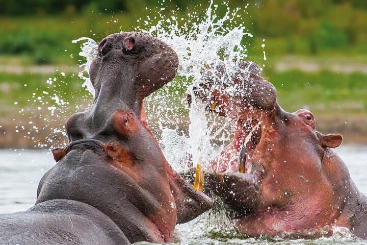Luxury 2-Day Selous Game Reserve Safari from Zanzibar photo 2