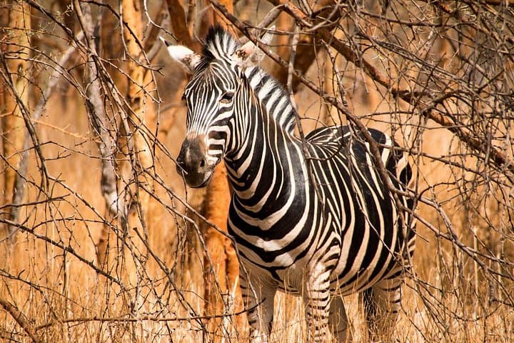Selous Game Reserve Day Safari from Zanzibar — Flight-In Big Five Game Drive photo 3