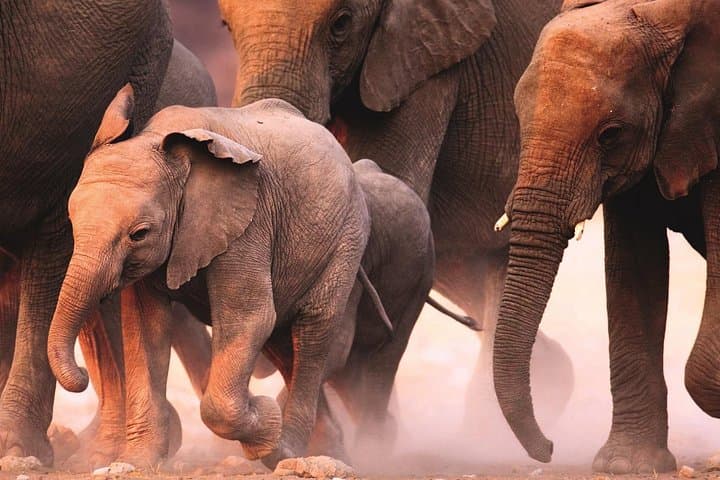 Selous Game Reserve Day Safari from Zanzibar — Flight-In Big Five Game Drive photo 5