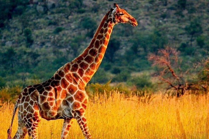 Selous Game Reserve Day Safari from Zanzibar — Flight-In Big Five Game Drive photo 6