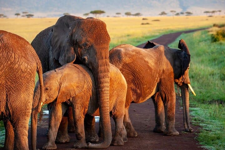 Luxury 2-Day Selous Game Reserve Safari from Zanzibar photo 3