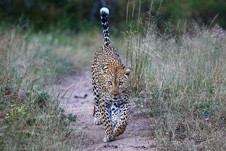 Luxury 2-Day Selous Game Reserve Safari from Zanzibar photo 5