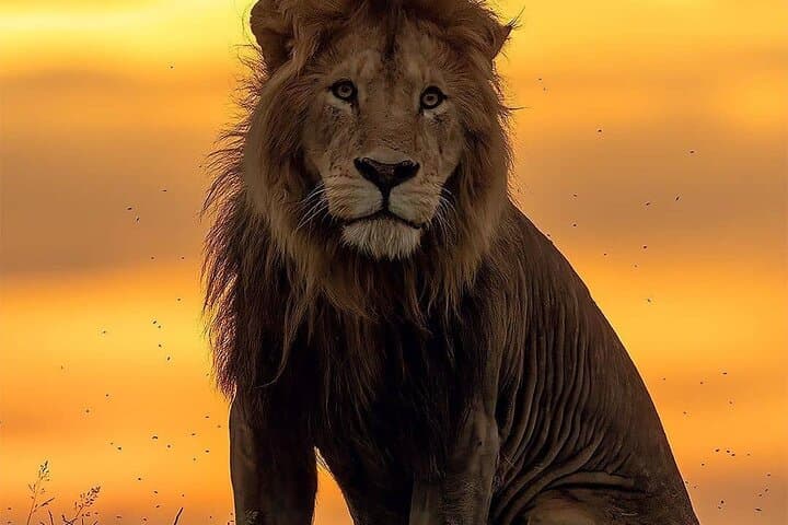 Luxury 2-Day Selous Game Reserve Safari from Zanzibar photo 6