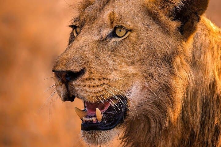 Luxury 2-Day Selous Game Reserve Safari from Zanzibar photo 4